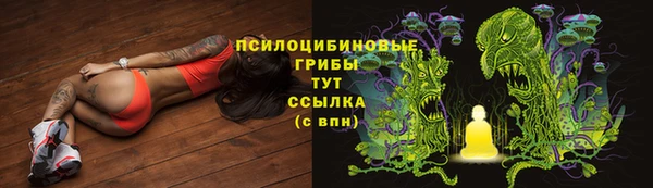 стаф Аркадак
