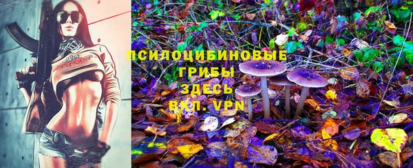 стаф Аркадак