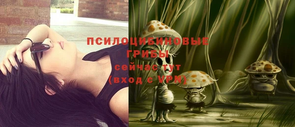 стаф Аркадак